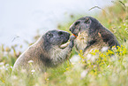 alpine marmot