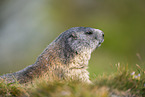 alpine marmot