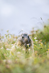 alpine marmot