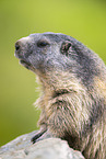 alpine marmot