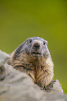 alpine marmot