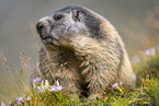 alpine marmot