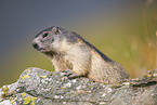alpine marmot