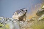 alpine marmot