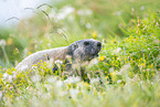 alpine marmot