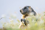alpine marmot