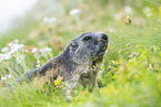 alpine marmot
