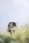 alpine marmot