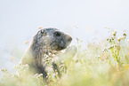 alpine marmot
