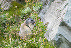 alpine marmot