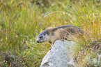 alpine marmot