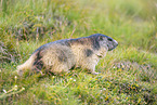 alpine marmot