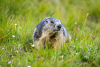 alpine marmot
