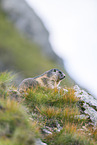 alpine marmot
