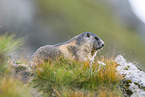 alpine marmot
