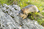 alpine marmot
