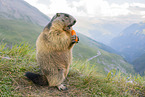 alpine marmot