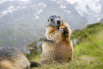 alpine marmot
