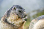 alpine marmot
