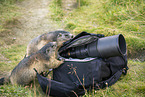 alpine marmot