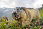 alpine marmot