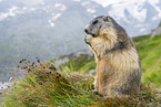 alpine marmot