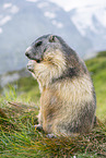 alpine marmot