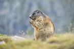 alpine marmot