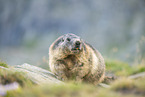 alpine marmot