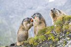 alpine marmot