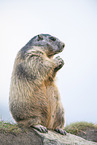 alpine marmot