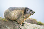 alpine marmot
