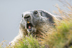 alpine marmot