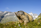 alpine marmot