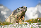 alpine marmot