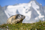 alpine marmot