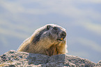 alpine marmot