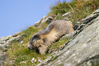 alpine marmot