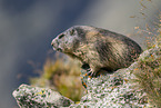 alpine marmot