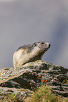 alpine marmot