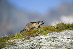 alpine marmot