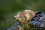alpine marmot