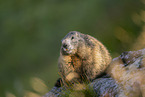alpine marmot