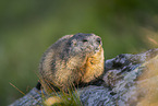 alpine marmot