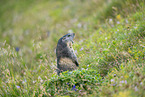 alpine marmot
