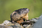 alpine marmot