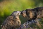 alpine marmot