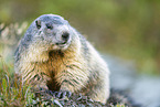 alpine marmot