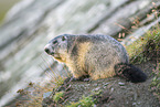 alpine marmot