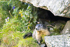 alpine marmot